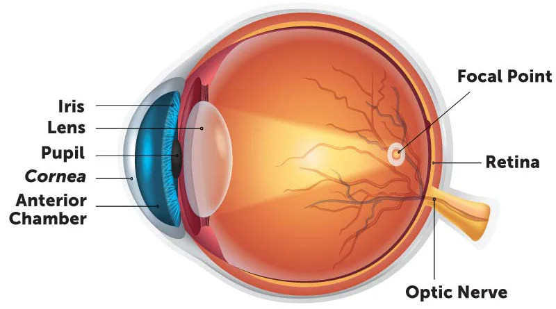 Corneal diseases illustration showing eye conditions and treatment options